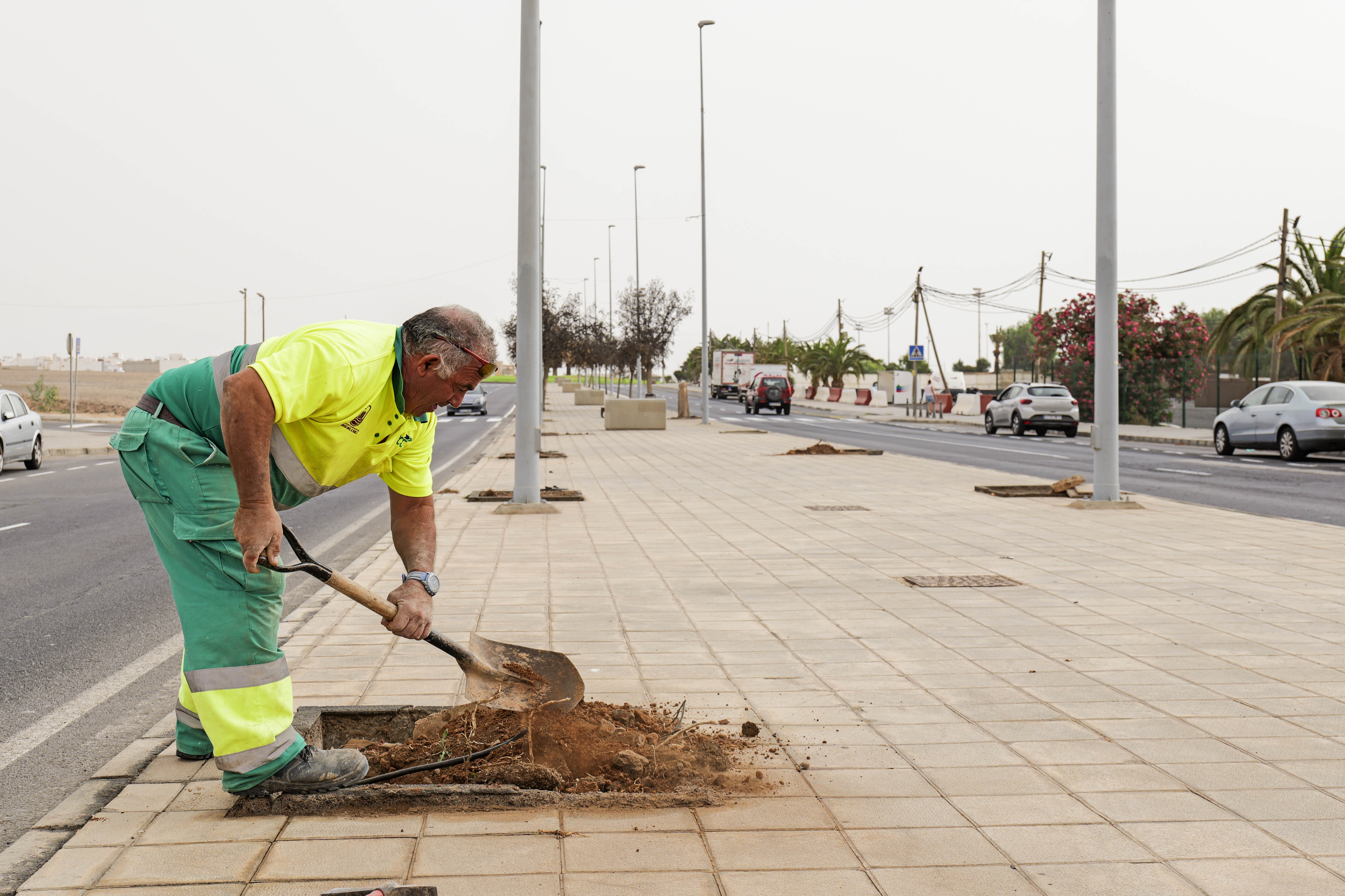 Plantación de árboles / CanariasNoticias.es 