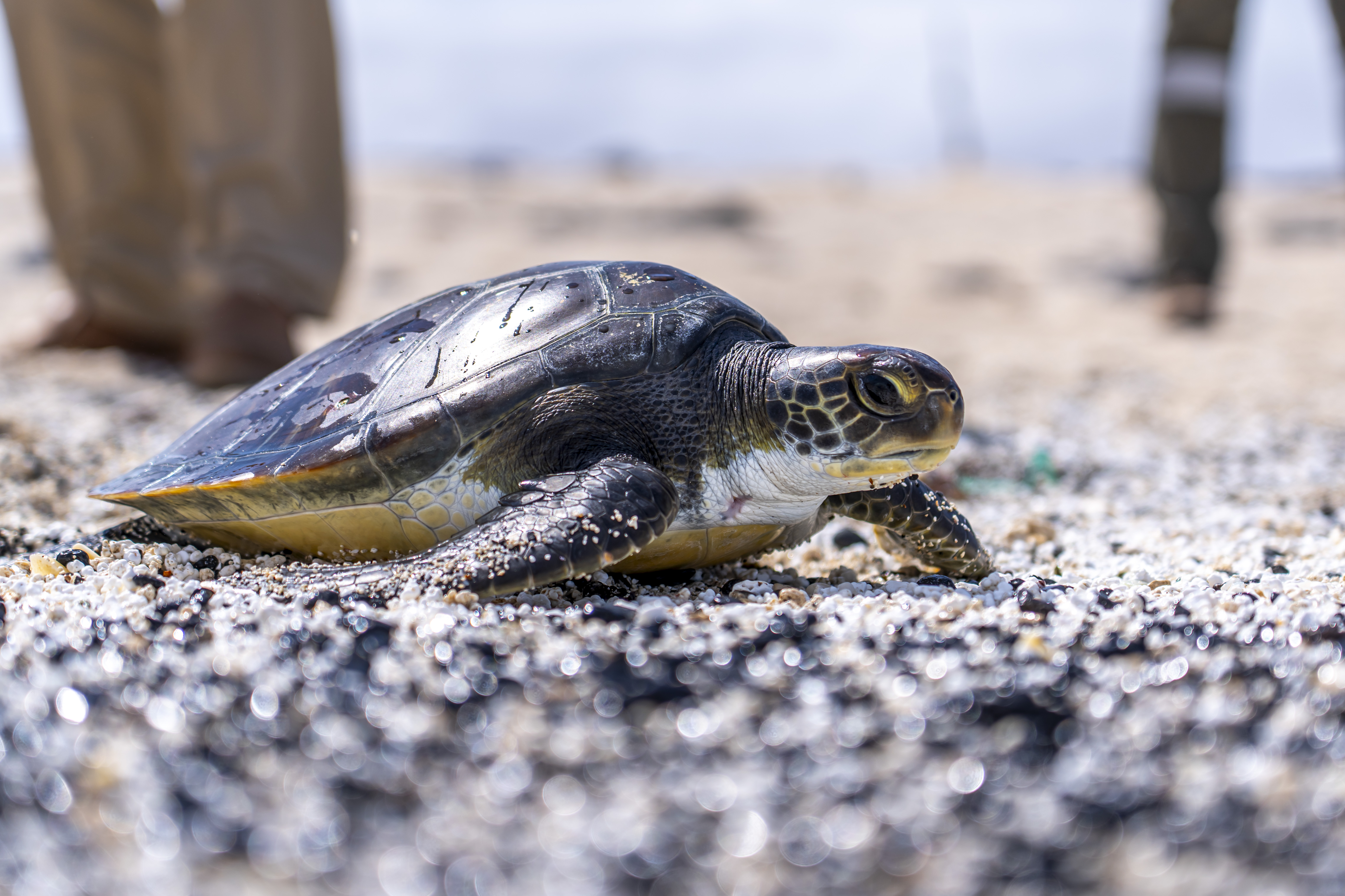 Suelta de tortuga / CanariasNoticias.es