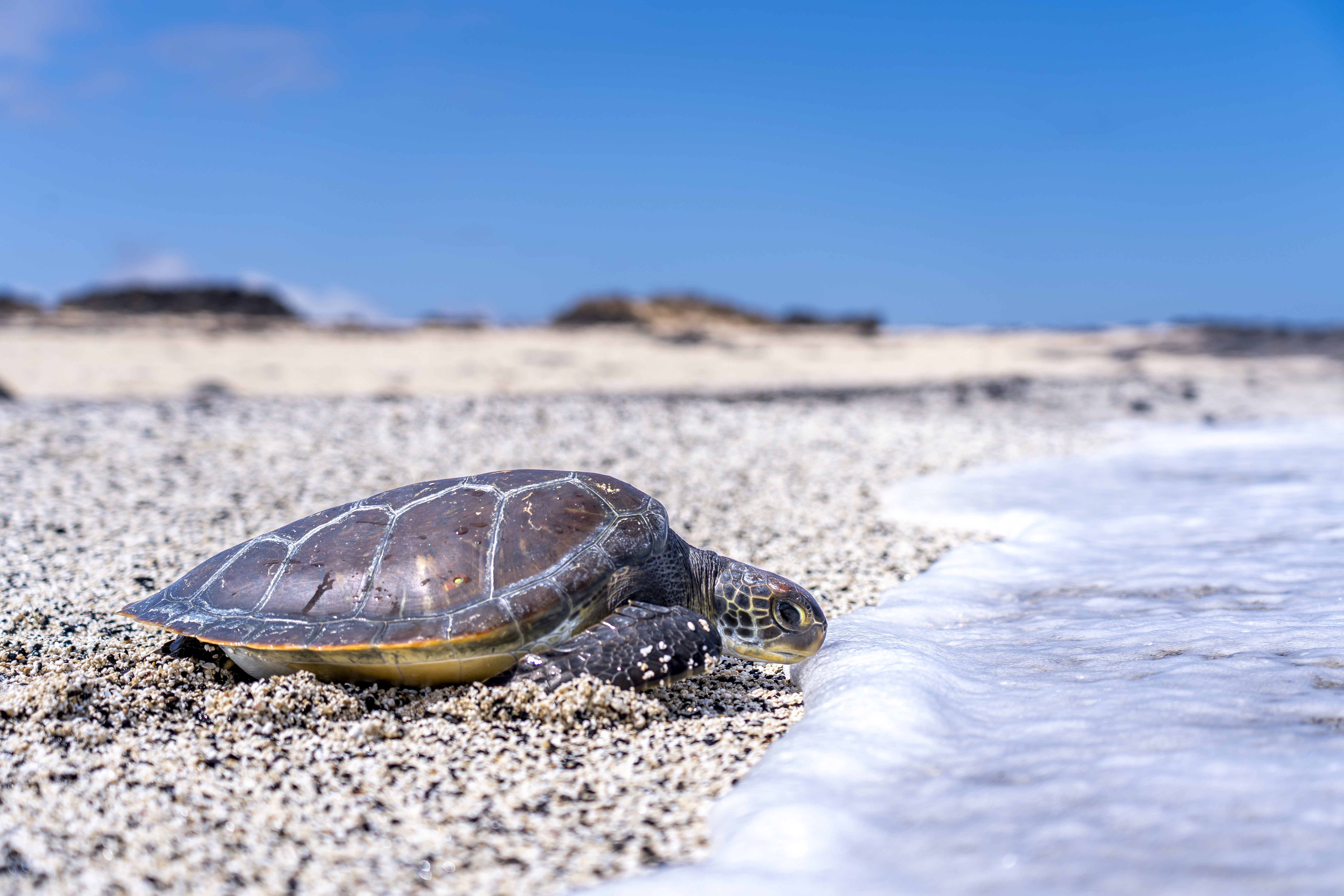 Suelta de tortuga / CanariasNoticias.es