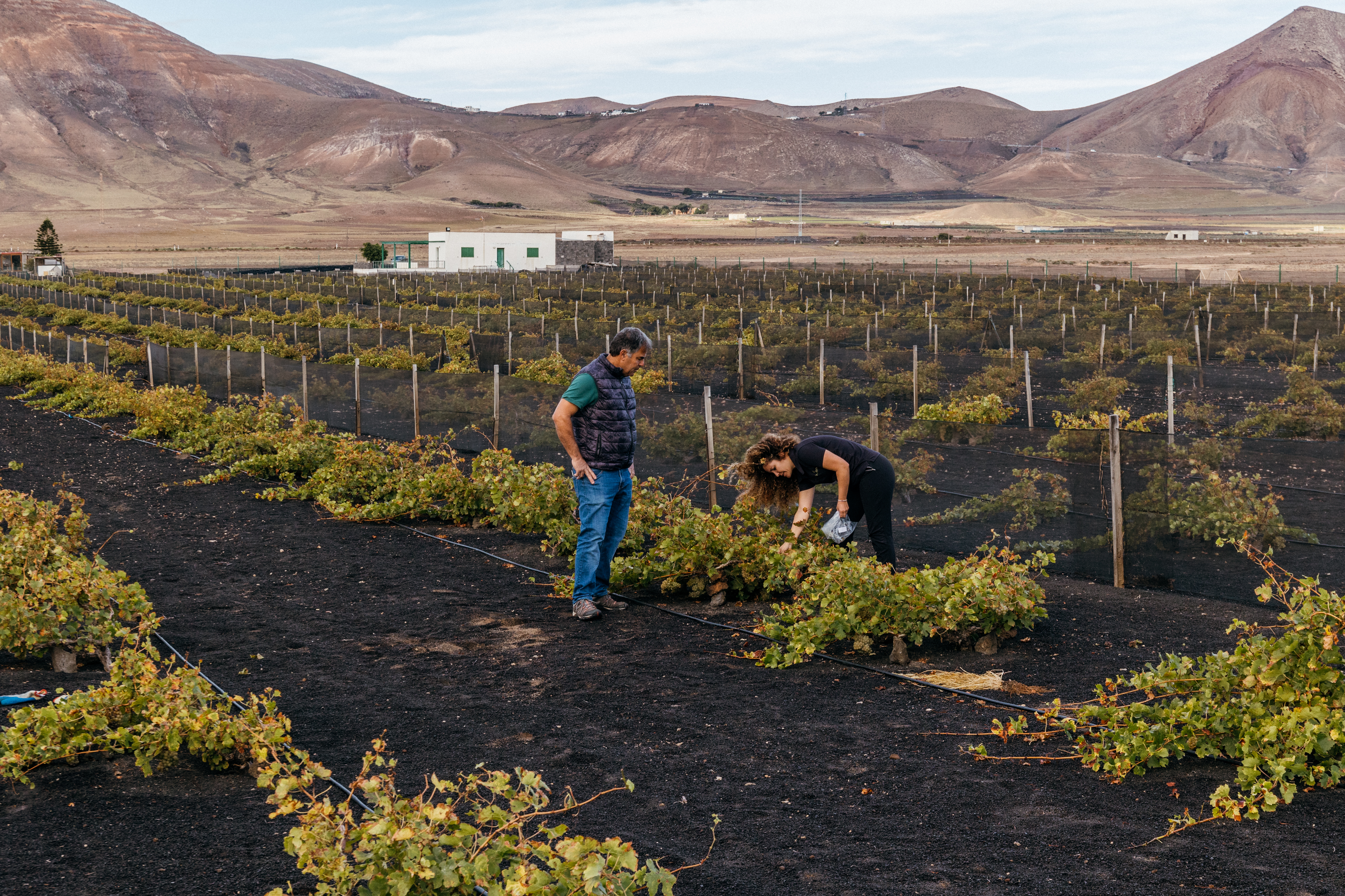 Vendimia de Bodegas El Grifo 