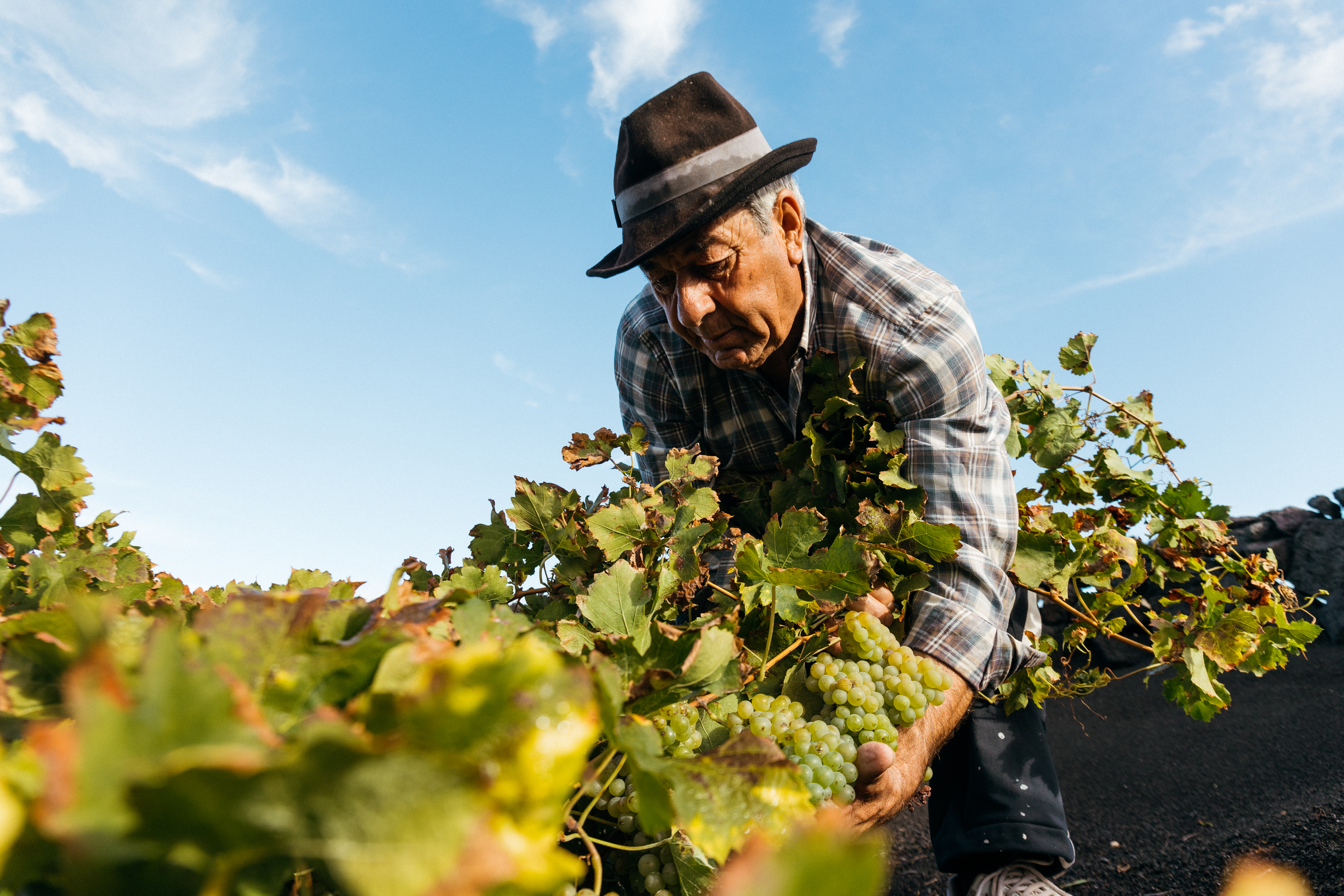 Vendimia de Bodegas El Grifo 