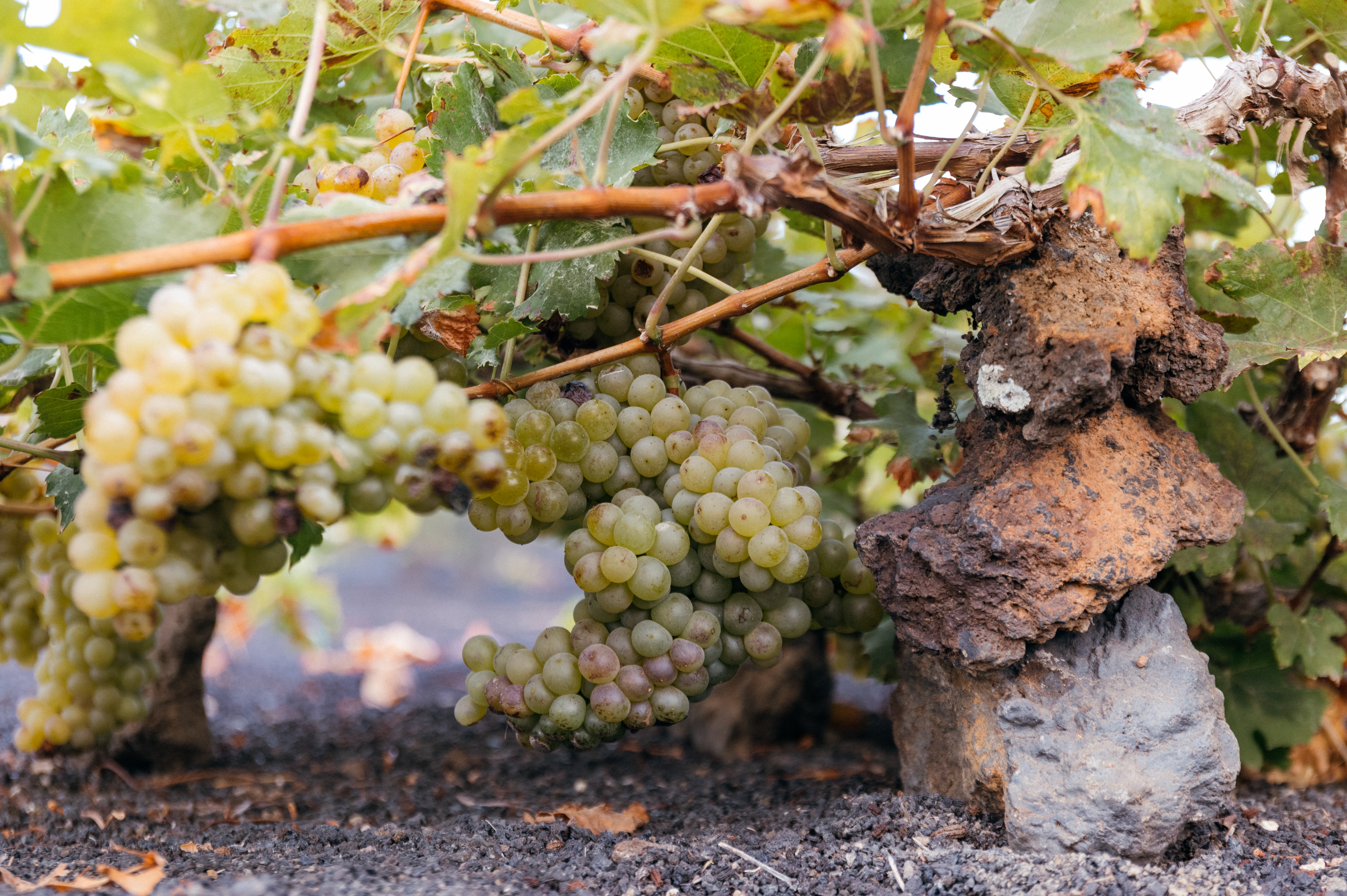 Vendimia de Bodegas El Grifo 