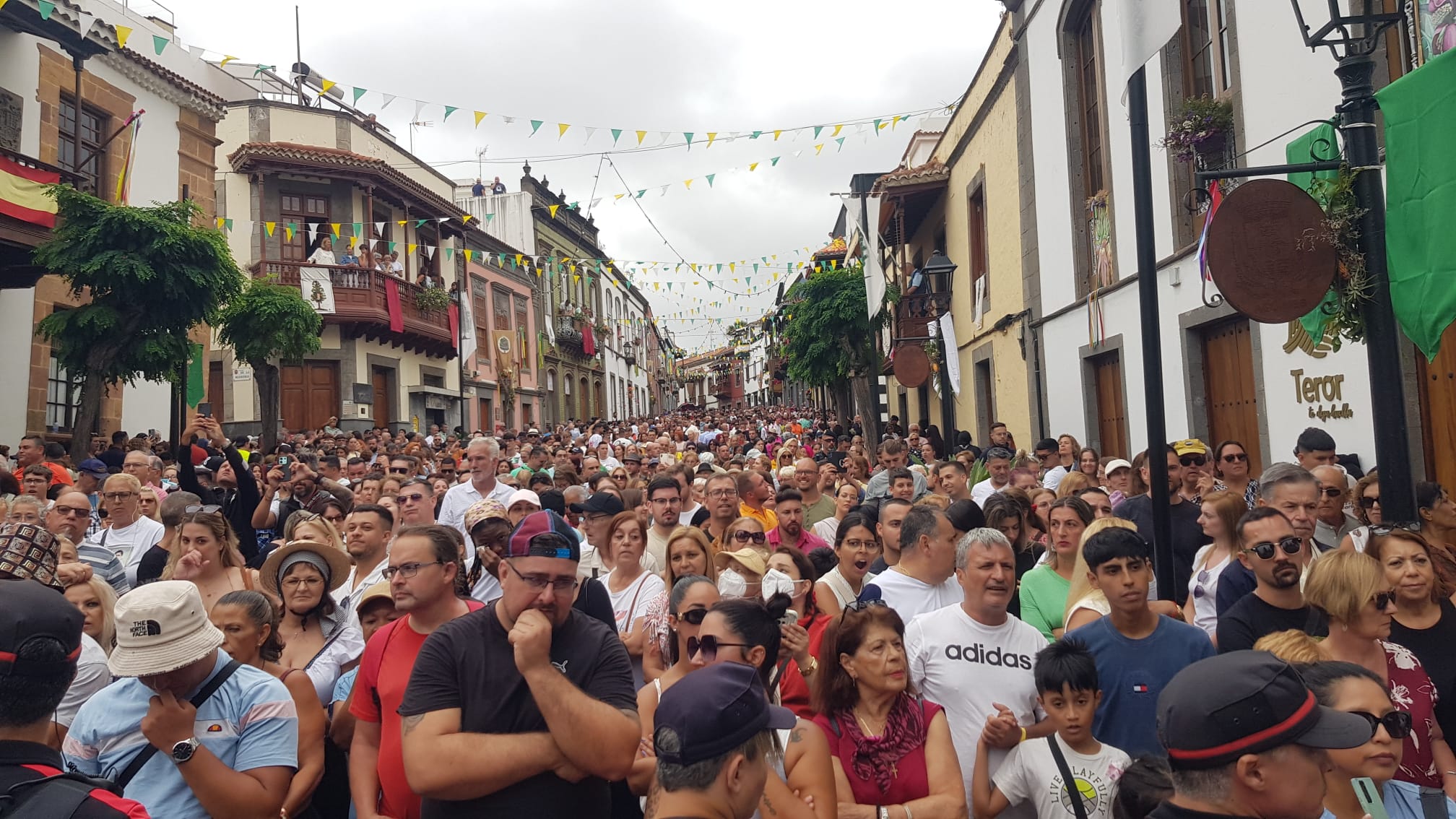 Día del Pino / CanariasNoticias.es 