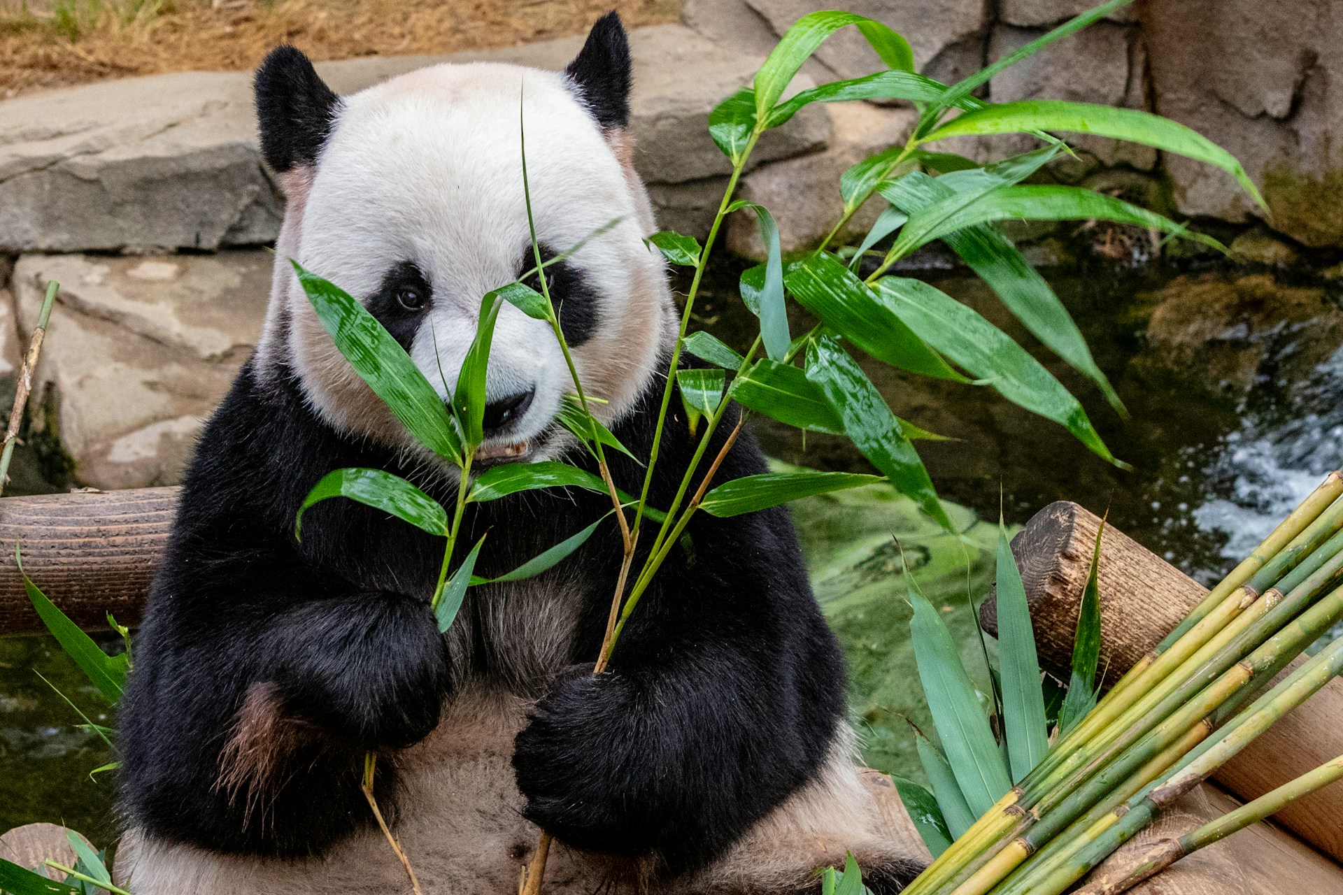 Oso Panda