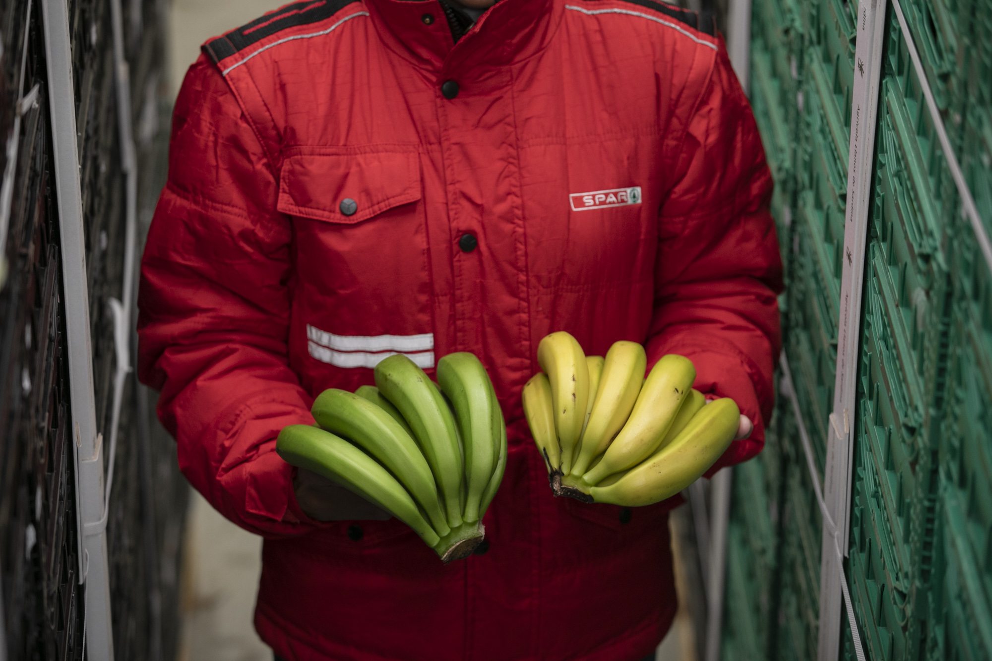 Plátanos en Spar Gran Canaria / CanariasNoticias.es 