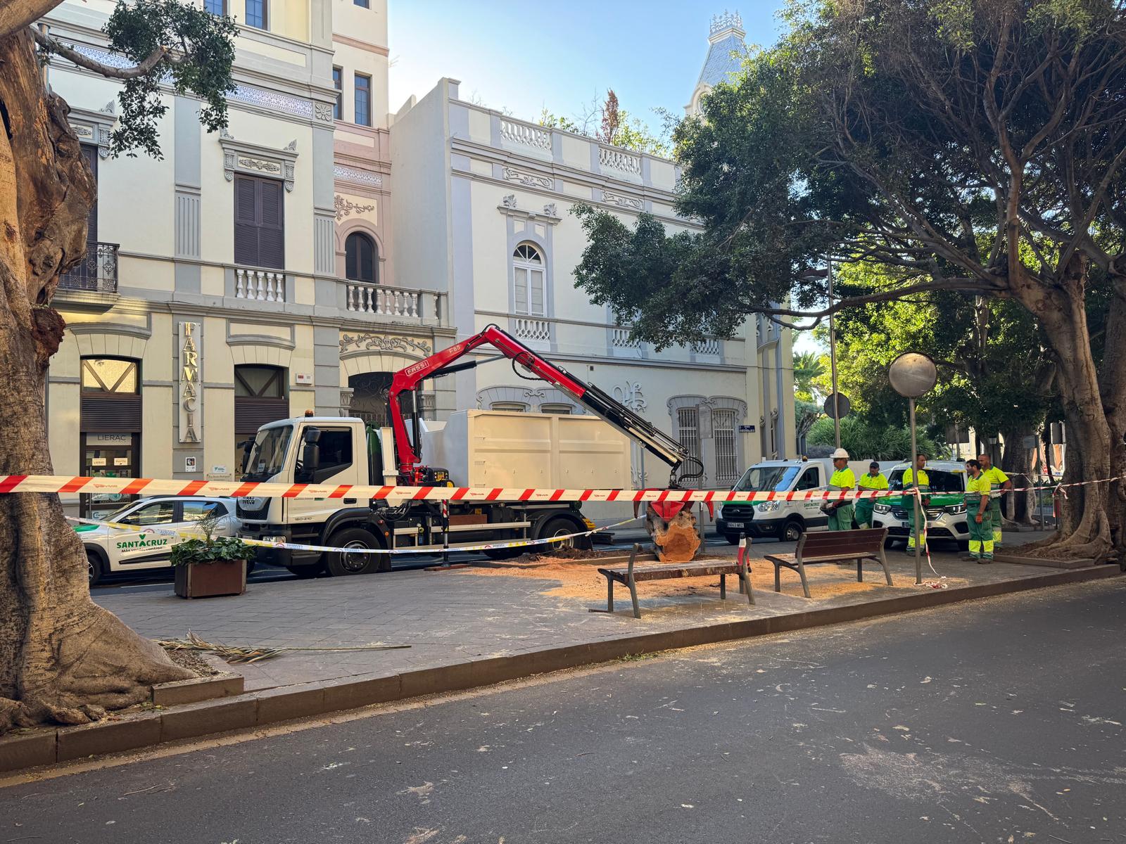 Caída de árbol en Santa Cruz / CanariasNoticias