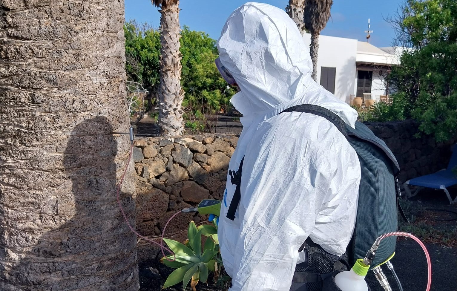 Tratamiento fitosanitario en palmeras 
