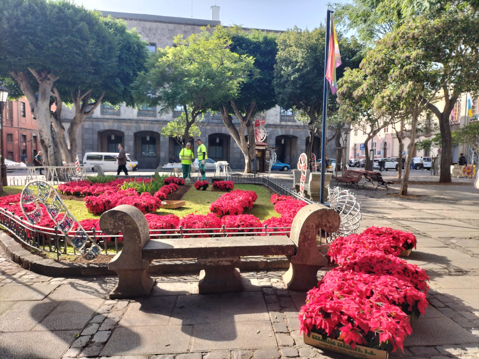 Plantación de flores de pascua / CanariasNoticias