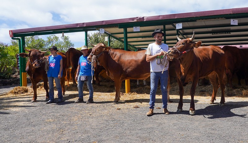 Feria de Ganado en Gran Canaria/ canariasnoticias.es