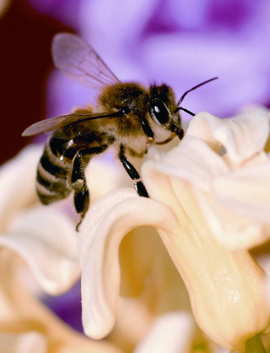 Abeja negra canaria 