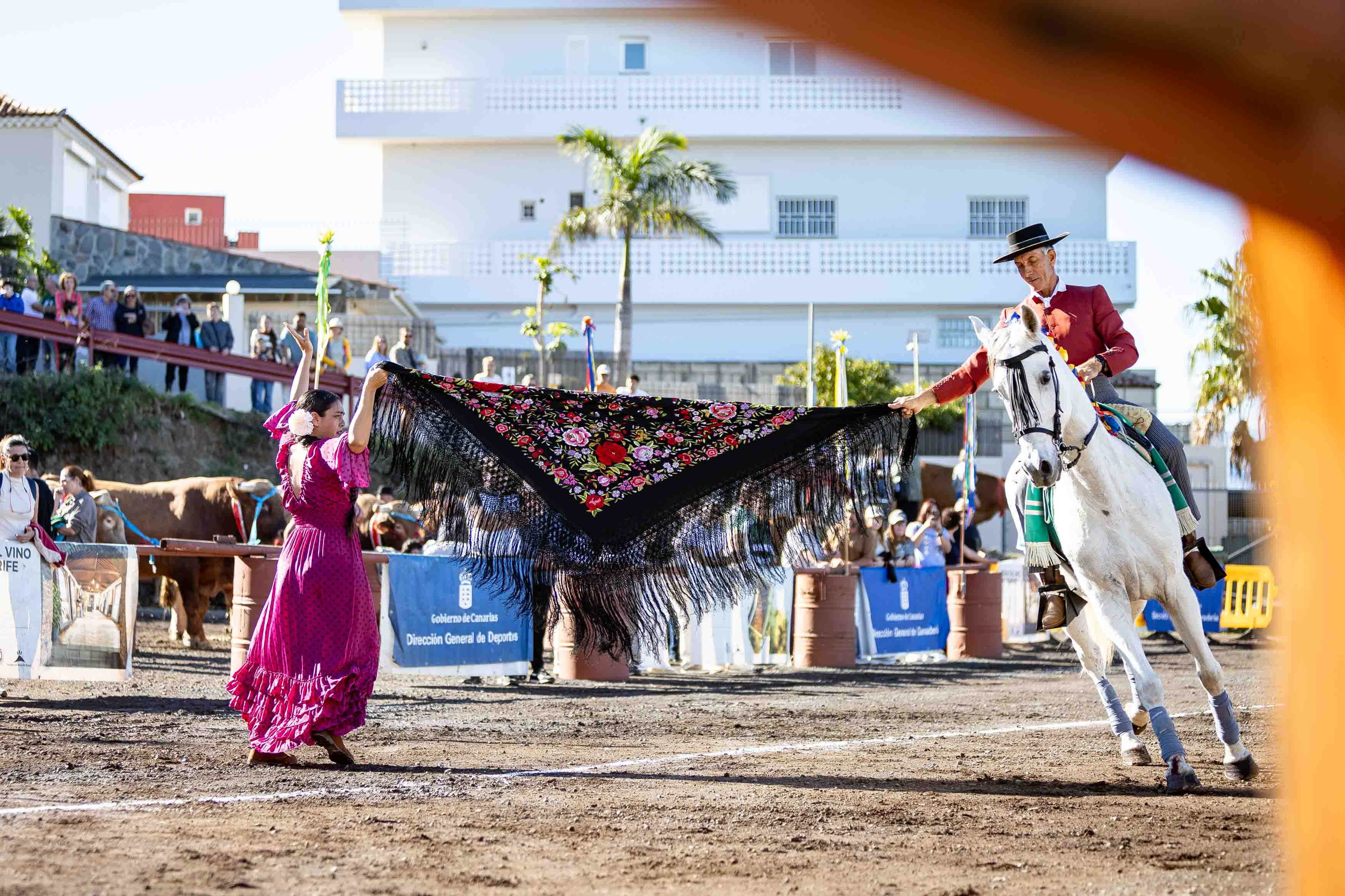 Concurso de Arrastre de Ganado