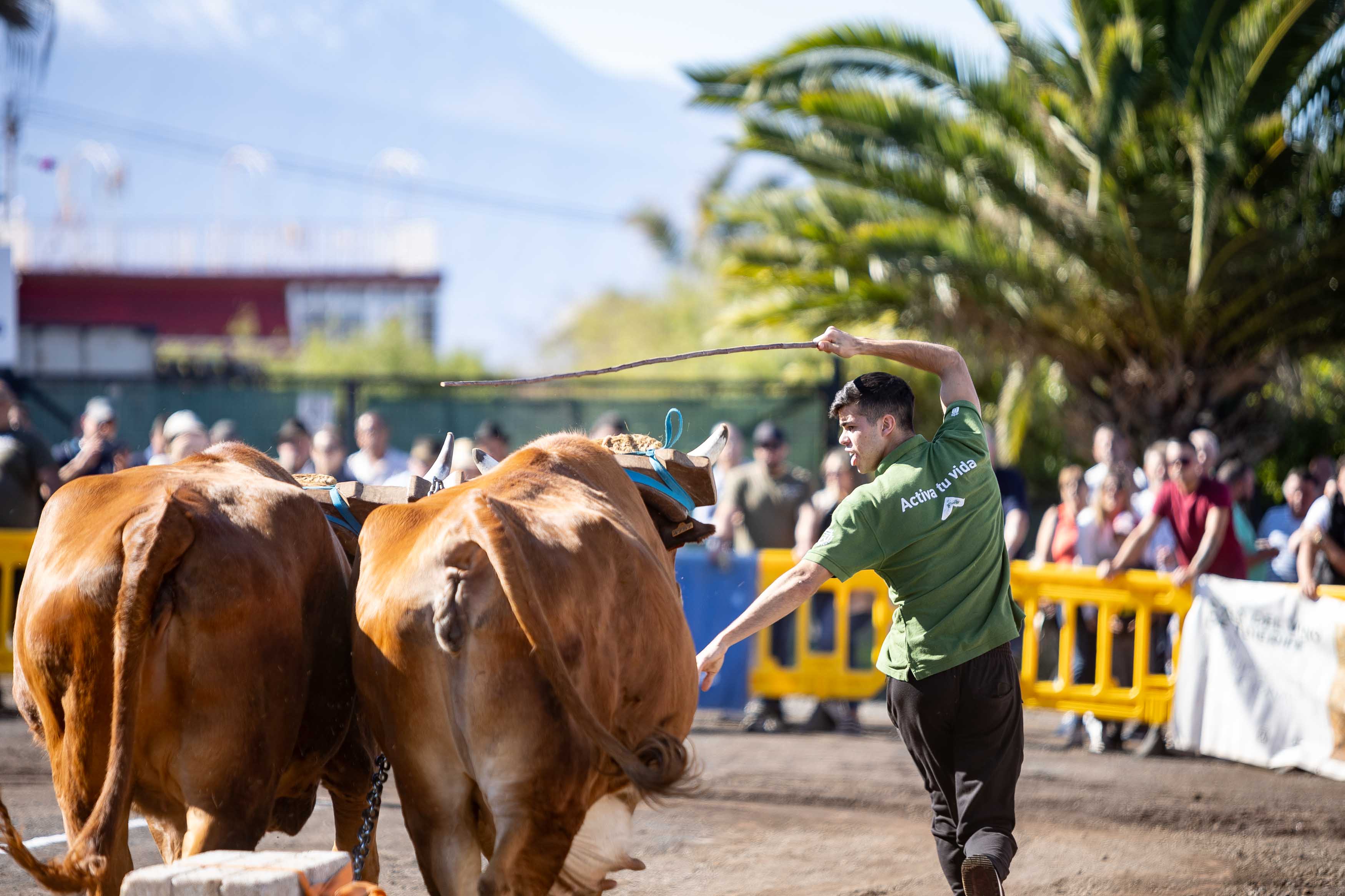 Concurso de Arrastre de Ganado