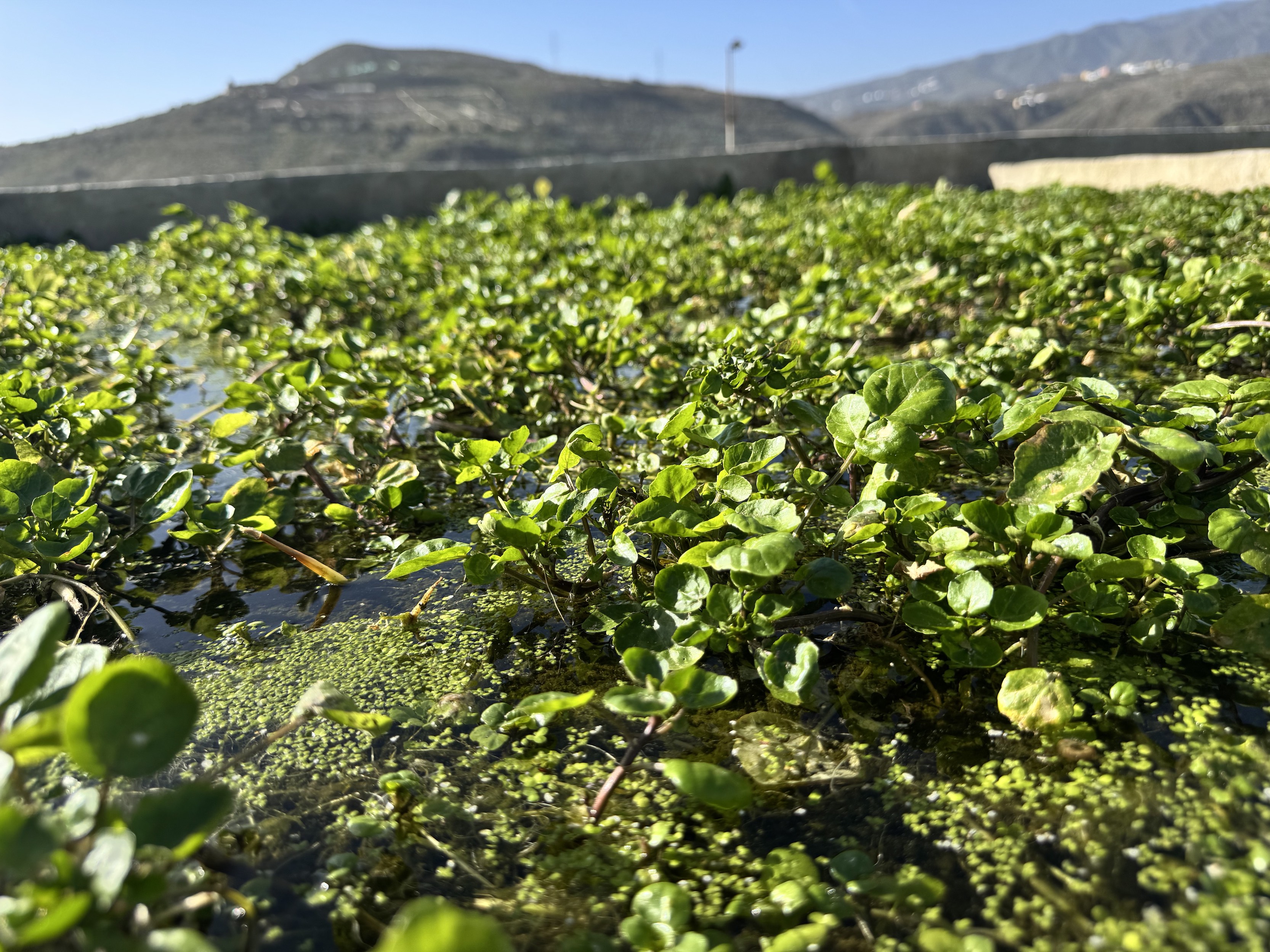 Berreras de La Solana