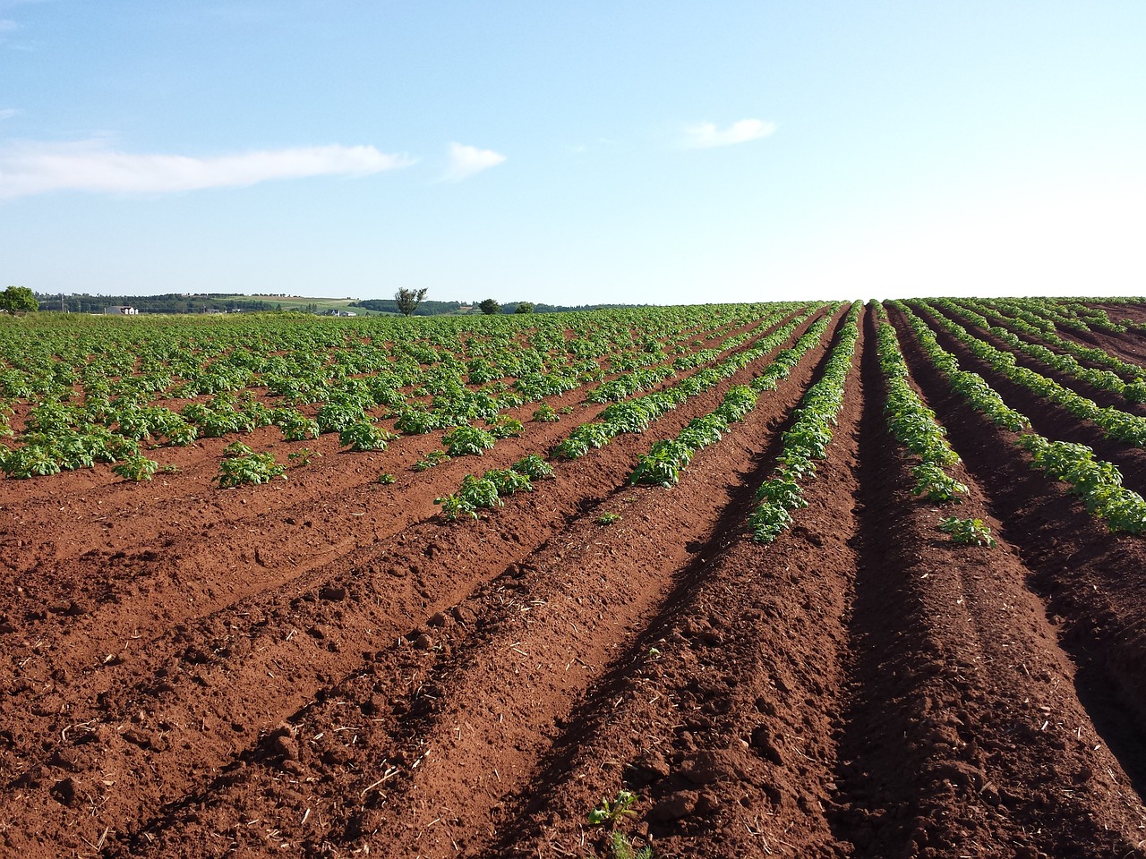 Cultivo de papas