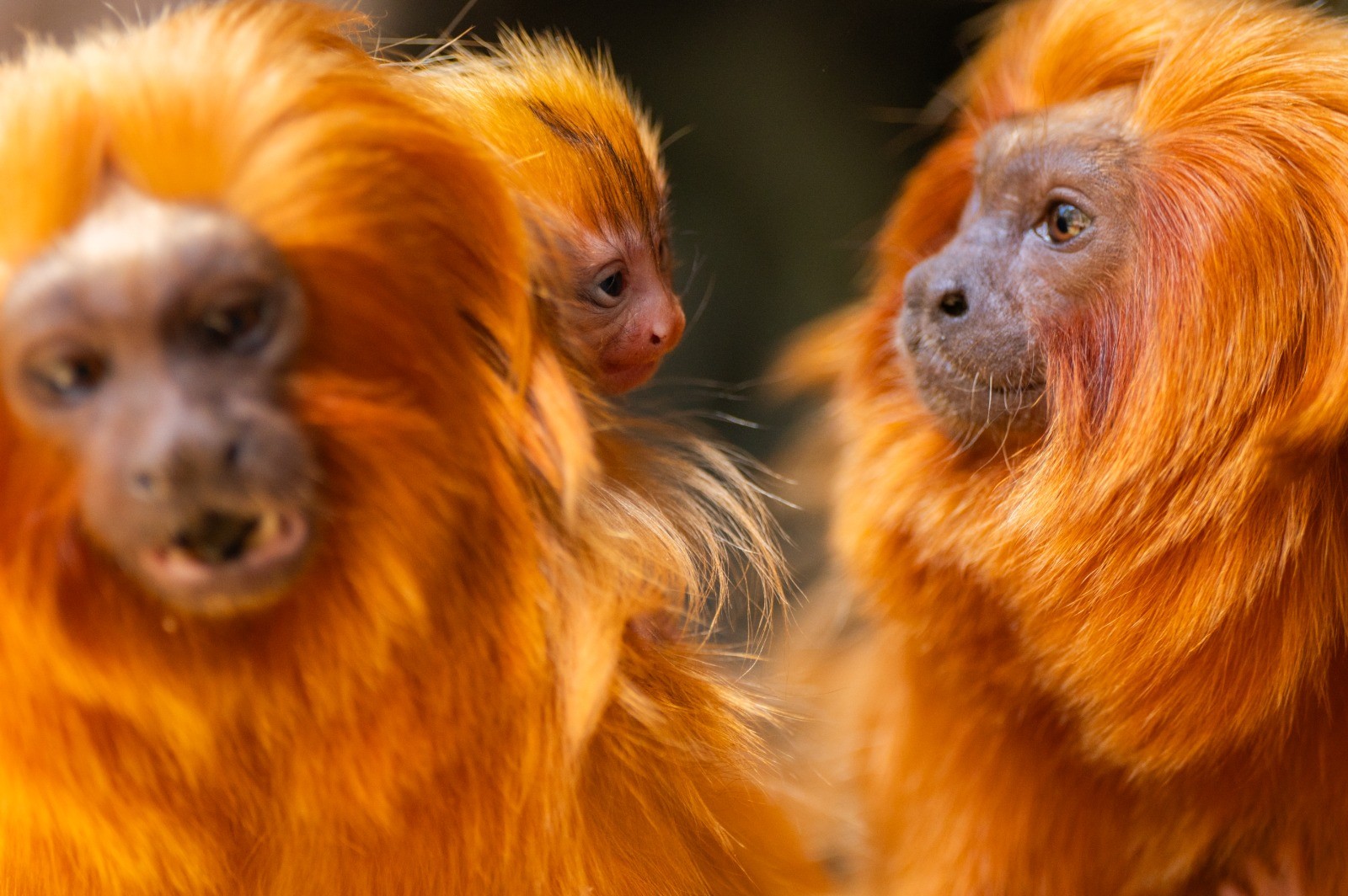 León dorado. Loro Parque/ canariasnoticias.es