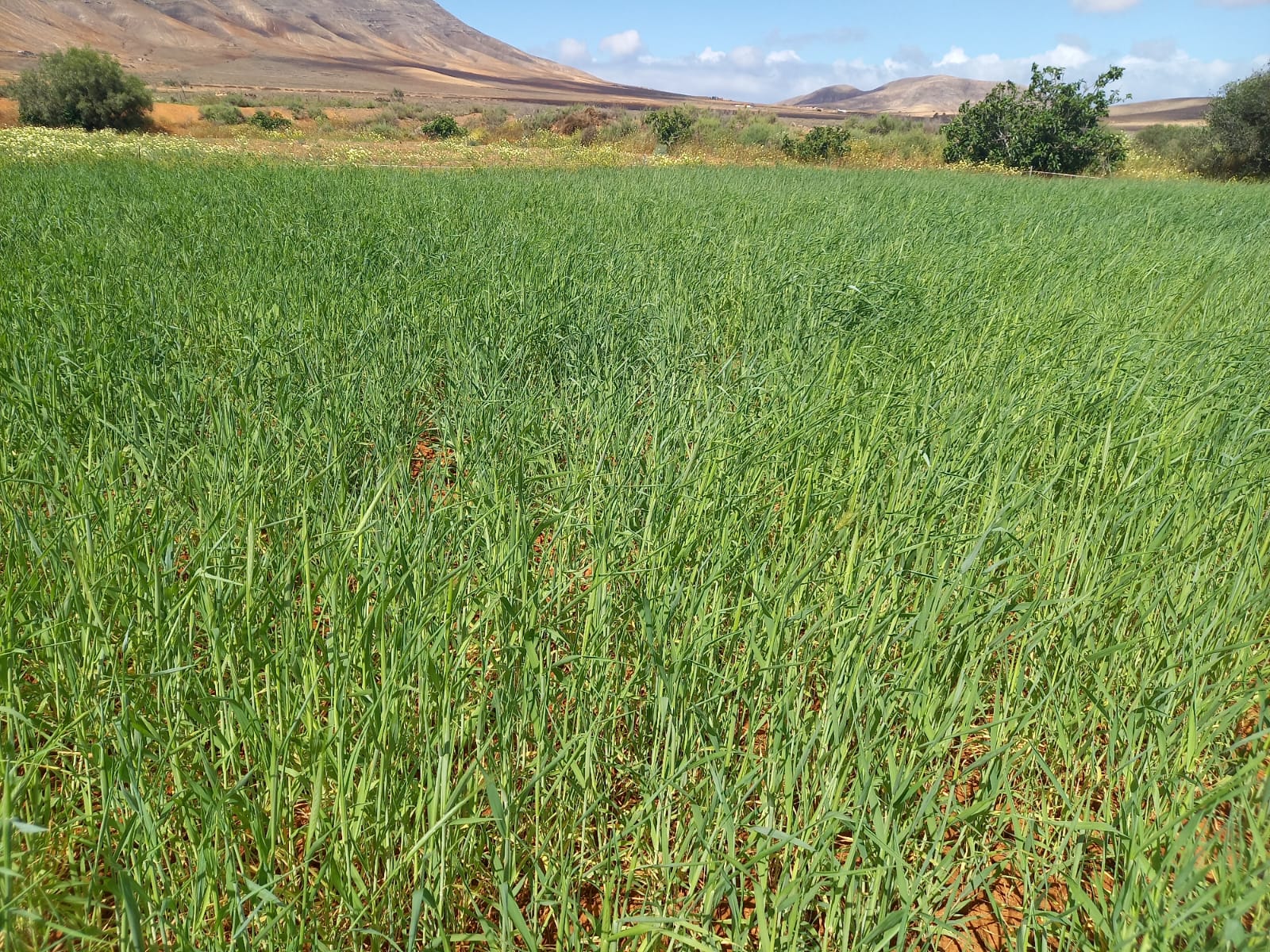Cultivo de centeno en Fuerteventura 
