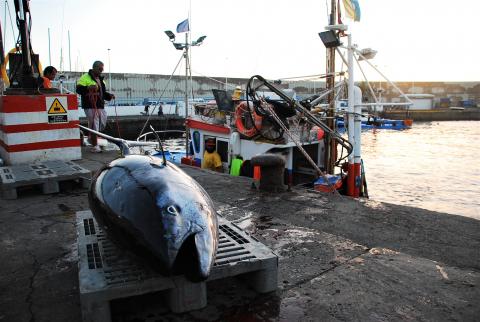 Captura de atún rojo en Mogán