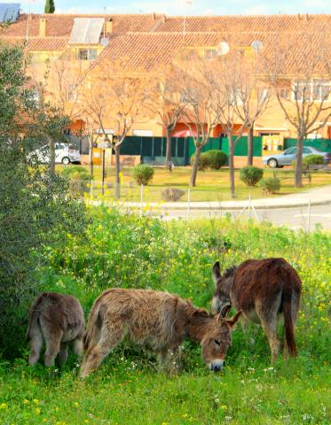 Burros en la hierba