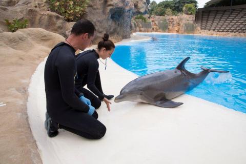 Cuidadores con delfines en Loro Parque