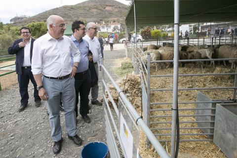 Feria de Ganado de Gran Canaria