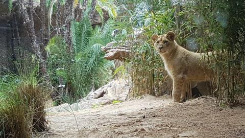 León de Loro Parque en Tenerife