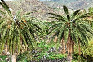 Guaraperos subidos a una palmera