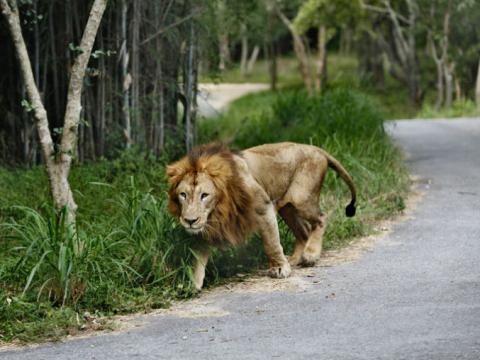 León