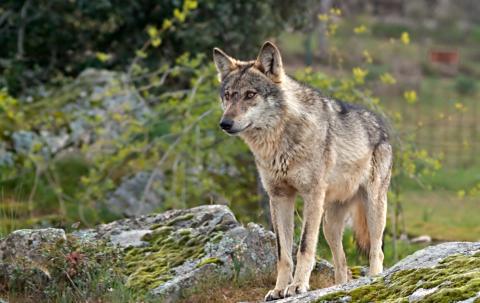 Lobo ibérico