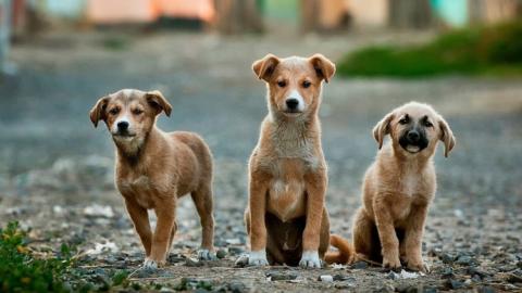 Tres perros