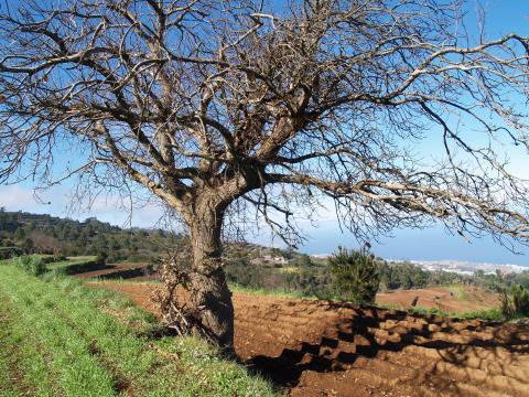 Terrenos en zona agrícola de San Juan de la Rambla