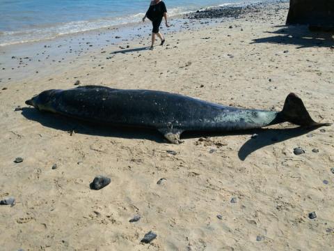 Zifio en la playa de Esquinzo en Pájara, Fuerteventura