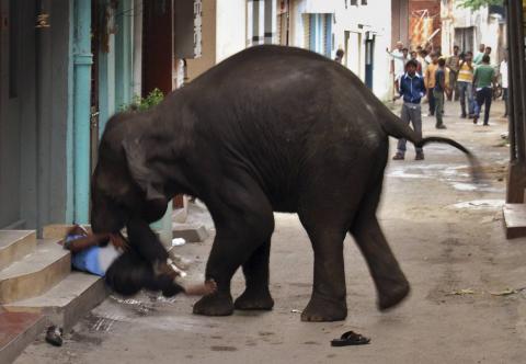 Un elefante atacando a un elefante