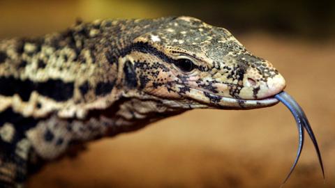Lagarto