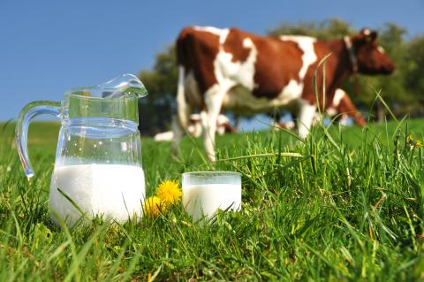 Jarra y vaso de leche en el campo y una vaca