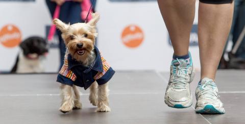 Un perro en un desfile canino