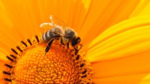 abeja en una flor