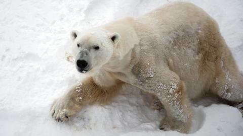 Oso polar