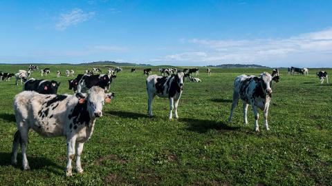 Vacas en un campo