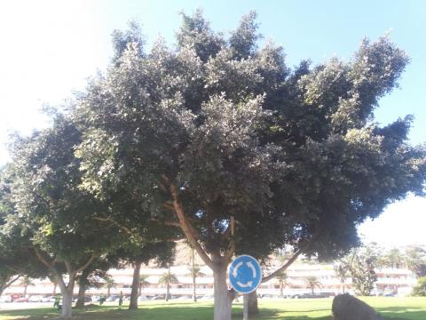 Árbol con pulgón