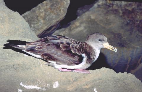 Pardela Cenicienta