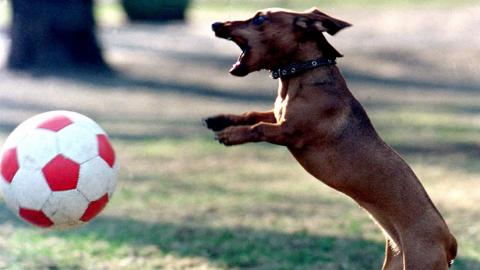 Perro salchicha con pelota