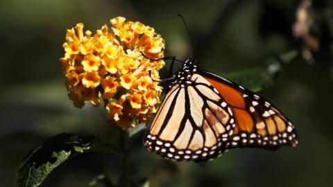 Mariposa monarca