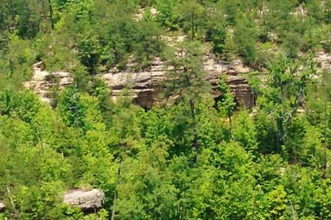 Bosque de Kentucky Bosque de Kentucky