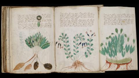 El manuscrito Voynich