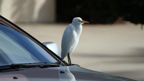 Pájaro sobre un coche