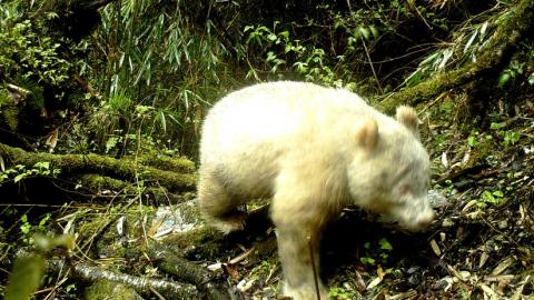 Un panda gigante albino