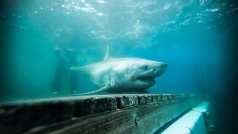 Tiburón blanco