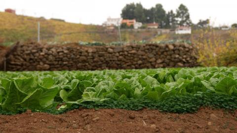 Explotación agrícola Explotación agrícola