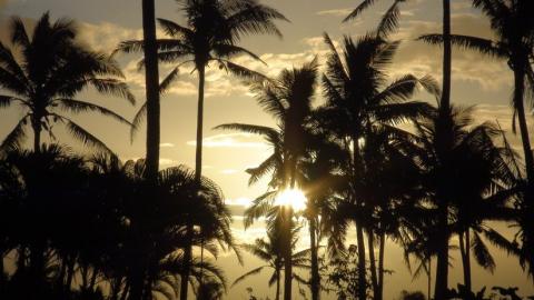 Amanecer con palmeras