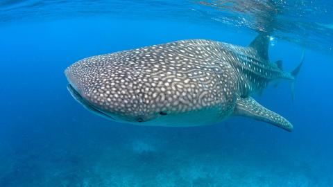 tiburón ballena